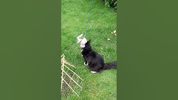 🐭🐈‍⬛Tag with mousy -  Mr. Darcy, handsome tuxedo cat #Shorts