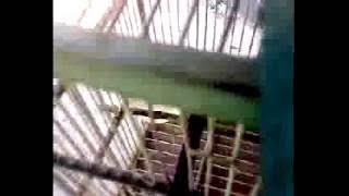 Cara Memilih Burung Pleci Ombyokan yang Bagus
