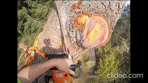 Tree Service Experts Bendigo - Tree Removal Bendigo Professionals