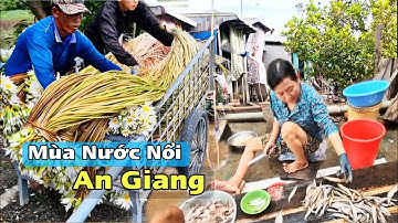 Mùa Nước Nổi 2025 – Đời Sống Bà Con Vùng Biên Giới An Giang Mưu Sinh Nghề Sông Nước