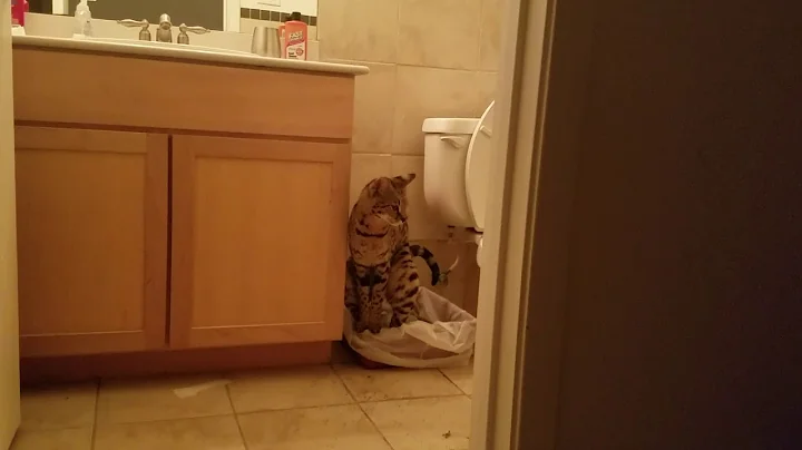 Watch the video about F1 Savannah Cat "Daytona" Goes Poo