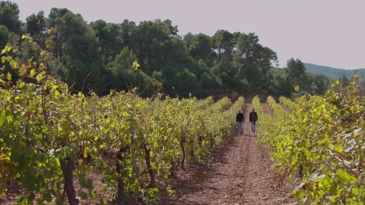 Inverso: el camino de la Godello hasta las montañas de Siete Aguas