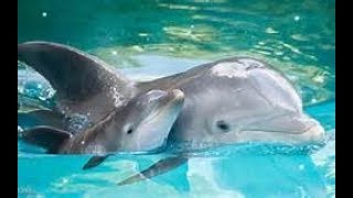 Dolphins 🐬 Smart, Beautiful, Funny Dolphins! [Funny Pets😍😍😍||شاهد استعراض للدلافين