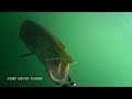 10 Minutes of Underwater Pike Strikes - Water Wolf Underwater Camera