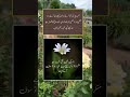 Urdu quotes golden words shorts urduquotes youtubeshorts quotes