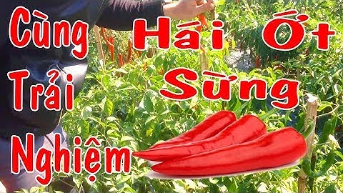 Fast Giải Trí - Cùng Trải Nghiệm Hái Ớt Sừng P2 - Phù Mỹ Bình Định