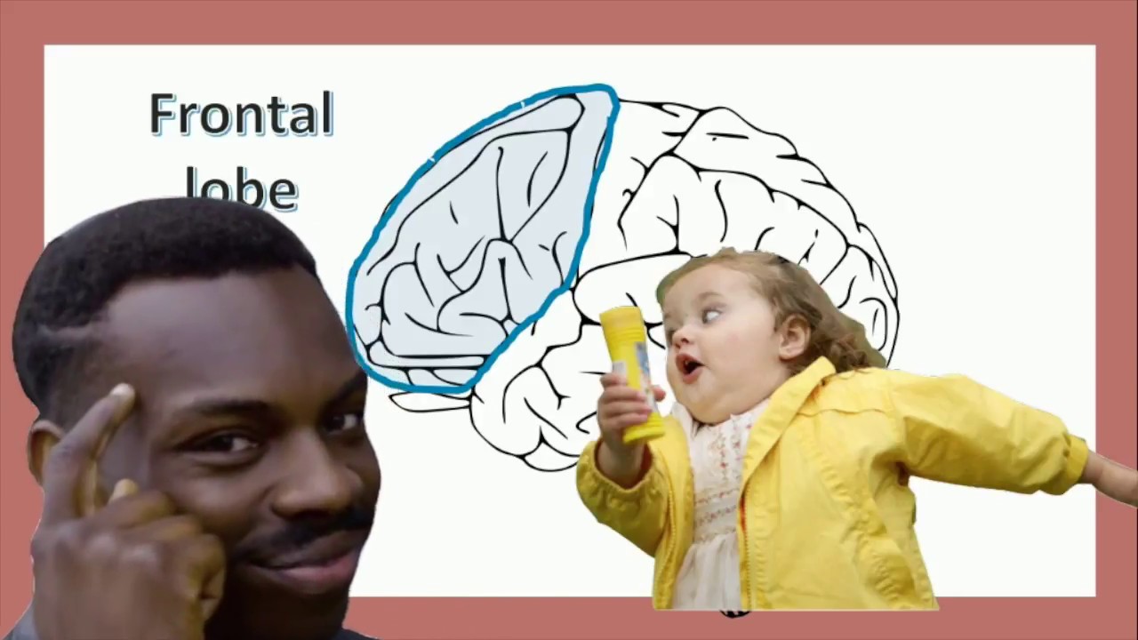 Introducing: The Human Brain