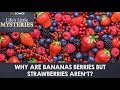 Why Are Bananas Berries, But Strawberries Aren't?