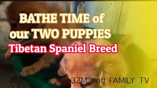 BATHE Time our 2 TIBETAN SPANIEL PUPPIES part 2 || 3ZM and FAMILY TV by 3ZM FAMILY TV 748 views 2 years ago 6 minutes, 5 seconds