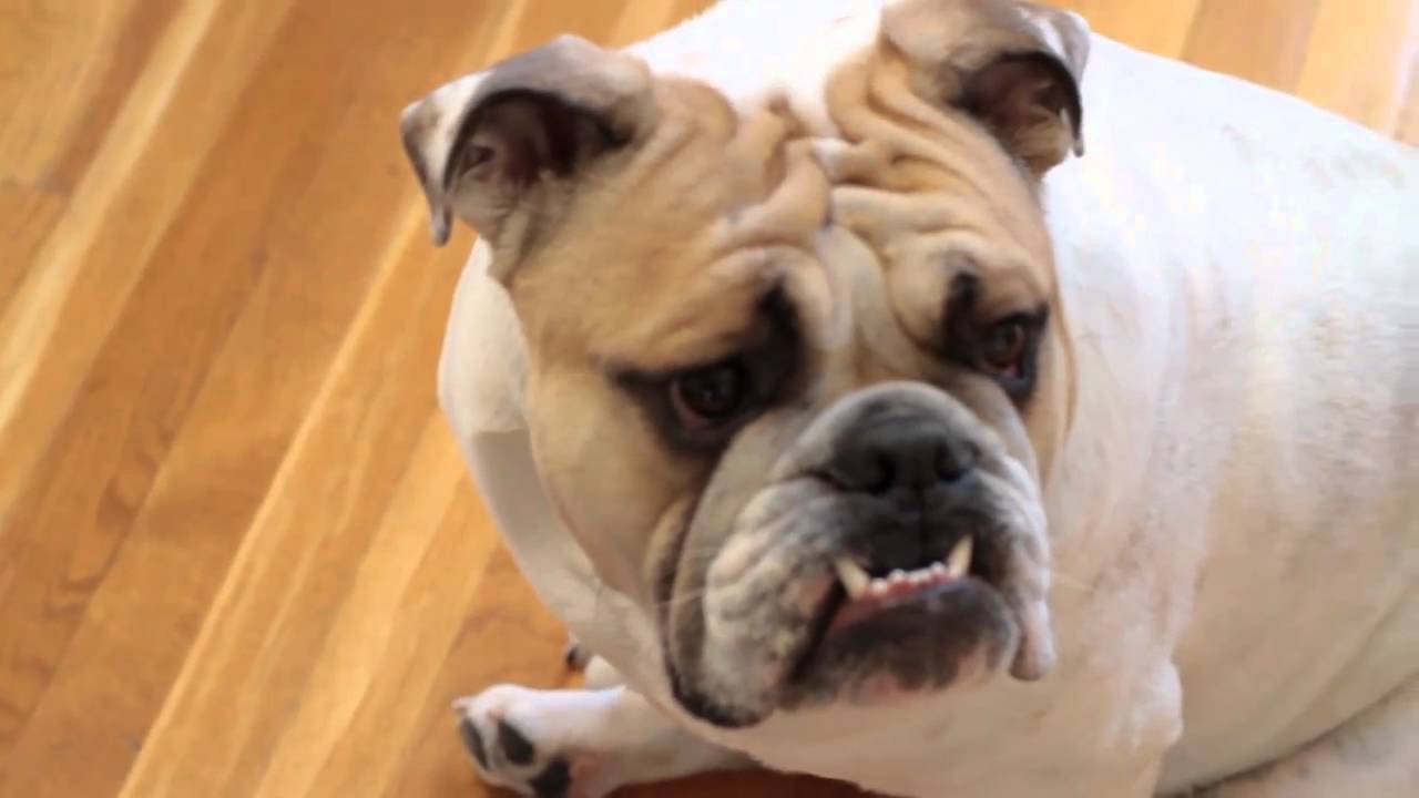 dog singing christmas carols