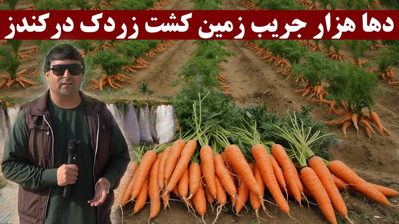 بزرگترین مزرعه زردک در عسقلان ولایت کندز | دها هزار جریب زمین زردک در عسقلان کندوی خربوزه | تبسم شهر