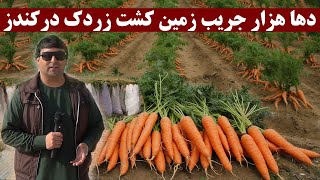 بزرگترین مزرعه زردک در عسقلان ولایت کندز دها هزار جریب زمین زردک در عسقلان کندوی خربوزه تبسم شهر