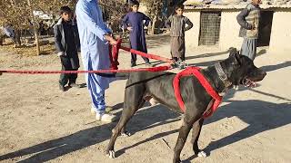 Black Bully Dog Big Hight Dog Pakistani Bully Breed