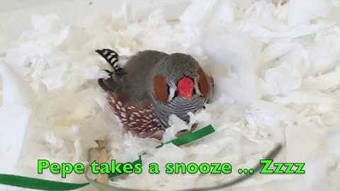 A zebra finch adapts to living in a new room (Part 1 of 2)