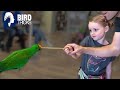 This Eclectus Parrot HATES MEN AND KIDS!!!