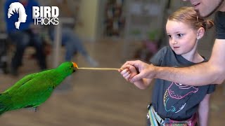 This Eclectus Parrot HATES MEN AND KIDS!!!