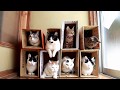ダンボール猫マンション 200221