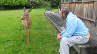 My Favorite deer video, Dave and his pet deer.