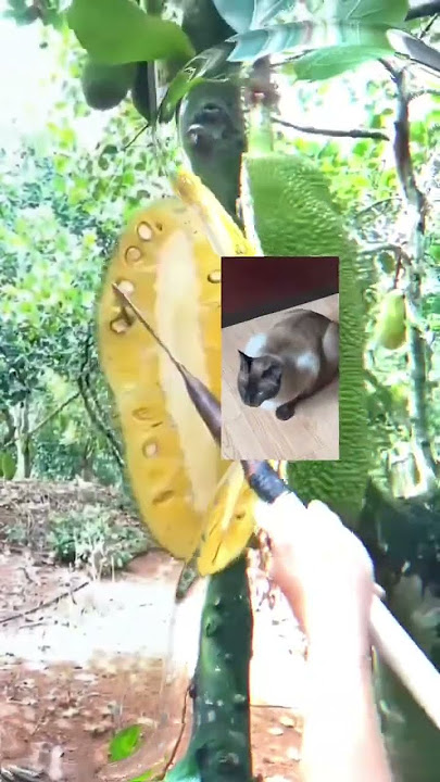 Jackfruit cat#shorts#viral #trending #shortsvideo #trendingshorts #viralvideo #viralvideo #tiktok