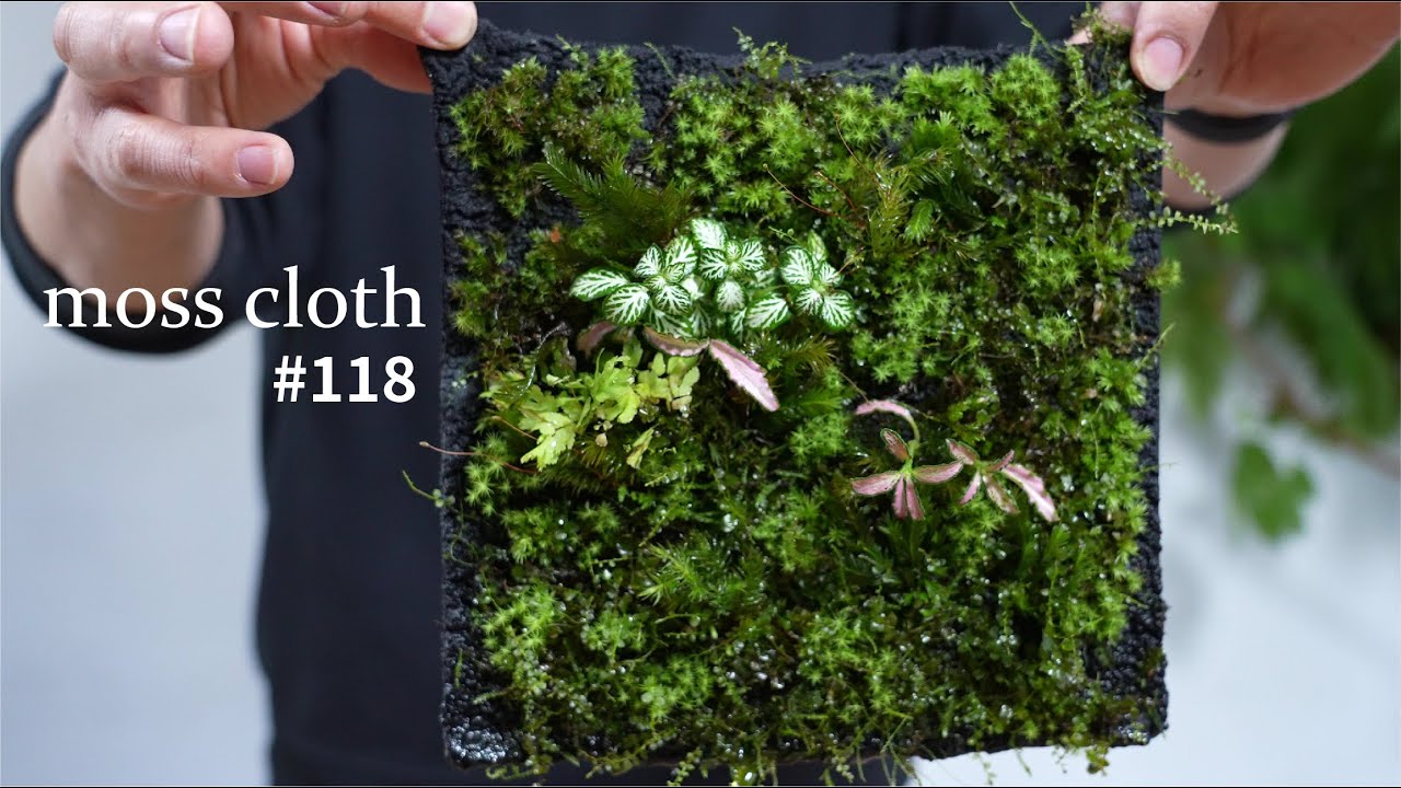 なんで布にコケが生えるの？？【活着君をつかった苔布の作り方】 #118