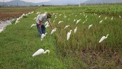 Chia sẻ cách chọn Que , Thẻ bẫy cò, vạc. liên hệ mua 0862810262