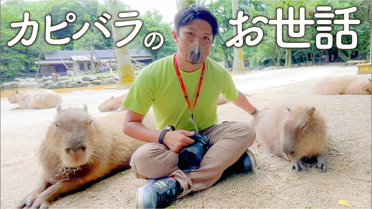 意外なカピバラの苦労をお伝えします…
