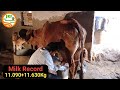 👍Video No 4👍#Morning #Milking 11.630Kg.👍5 Star Sahiwal.👍Monu, Azad Nagar, (9812677706)👍