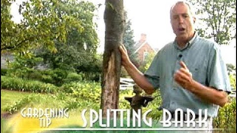 Splitting Bark