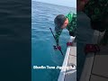 Jigging and popping bluefin tuna fishing