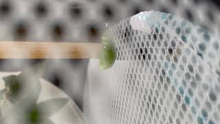 Monarch Chrysalis Formation in DIY Habitat Diy Habitat For Your Caterpillar Chrysalis