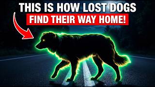 How Dogs ACTUALLY Find Their Way Home (This Will Shock You)