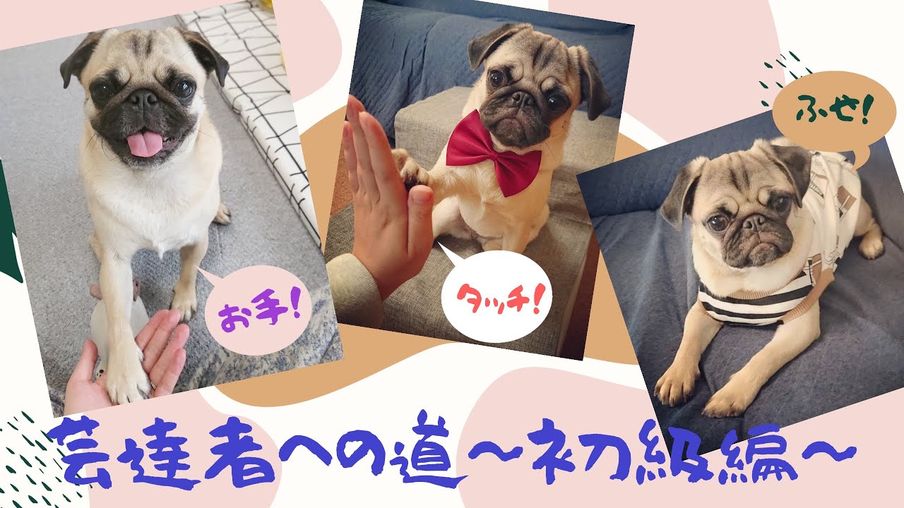 【子犬のしつけ】「お手」「ハイタッチ」「待て」「伏せ」を習得！[パグのだんごさん Pug] YouTube