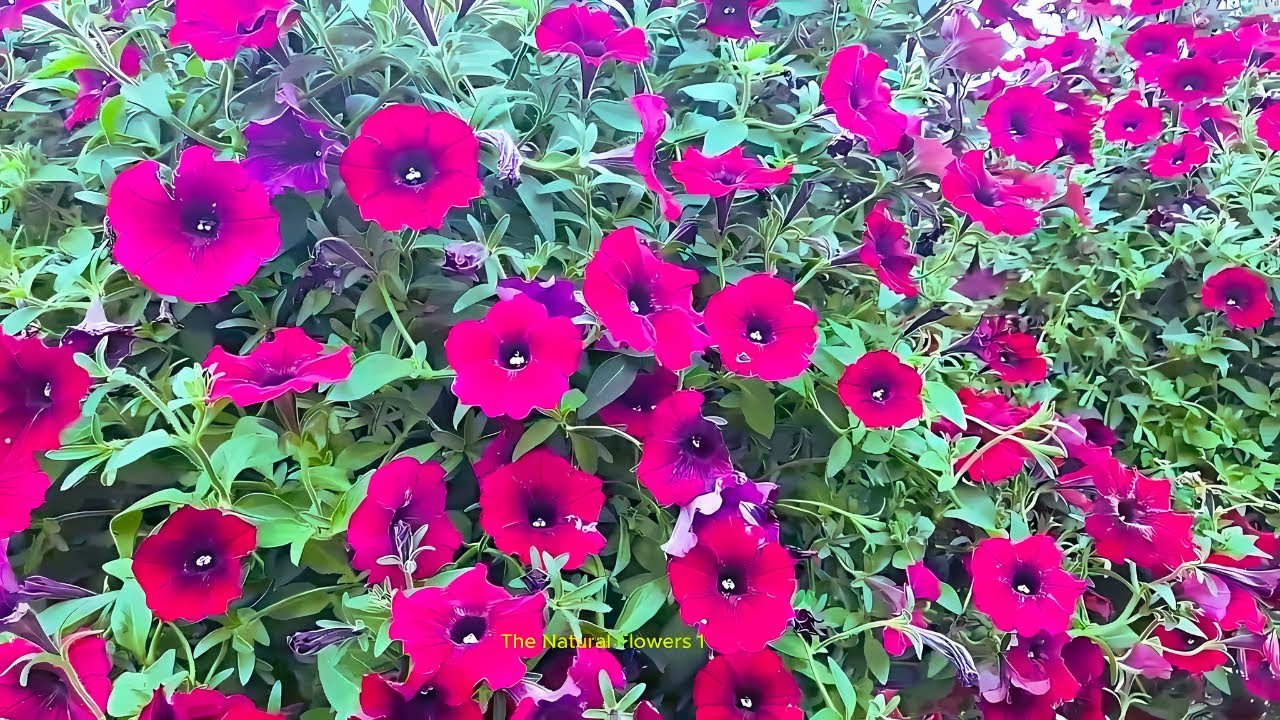 beautiful natural flower garden video #flowers #naturelovers #gardeningtips #nature