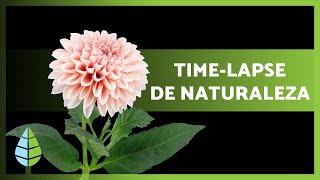 Time LAPSE de PLANTAS y FLORES CRECIENDO a Cámara rápida ⏱️🌼 screenshot 3