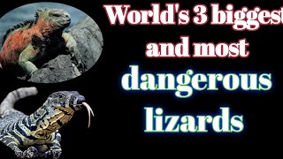 World&#39;s🌍 3 biggest and most dangerous lizards🦎 || #shortvideo