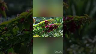 Geela Geela Panisatya Lata Mangeshkar