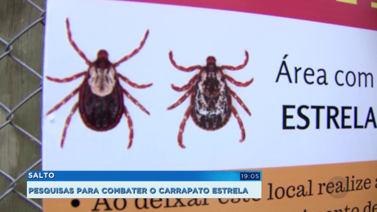 Salto realiza estudos para combater o carrapato estrela e a febre ...