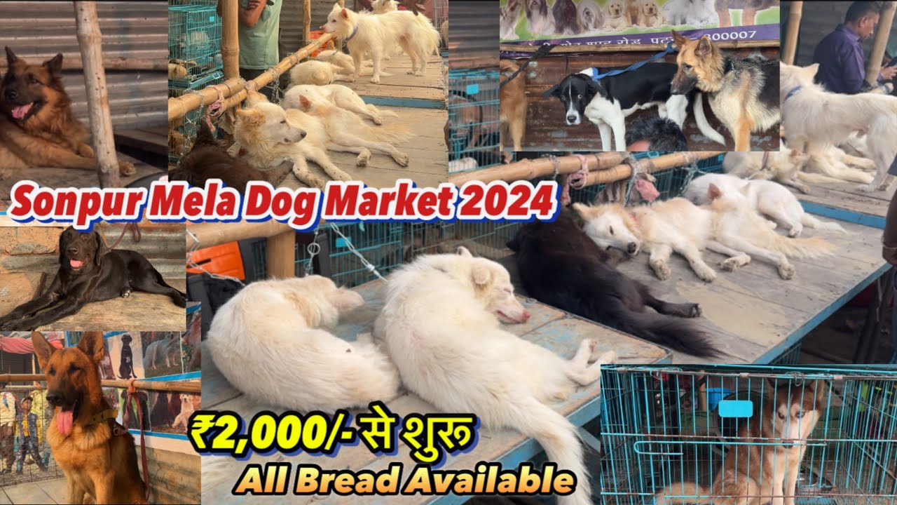 Sonpur Mela 2024 🤩 Dog Market ₹2,000/- से शुरू | हर Bread का कुत्ता मिलेगा सस्ता मे Sonpur Mela 2024