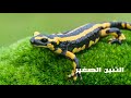 السمندل الكائن الذي لا يموت العربية الوثائقية 