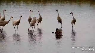 Mississippi River Flyway Cam. Don't bath at the Cranes - explore.org 10-20-2021