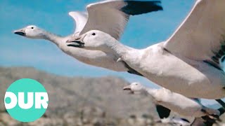 Observing Majestic 2500 Mile Flight Of The Snow Geese | Our World