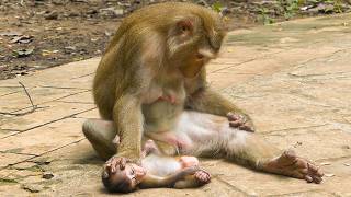 Loren the baby monkey looks hungry & stop training even mom inspires