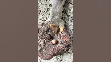 Squirrel loves this tree because…