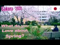 What do you Love the most about Spring (Sakura 2020)