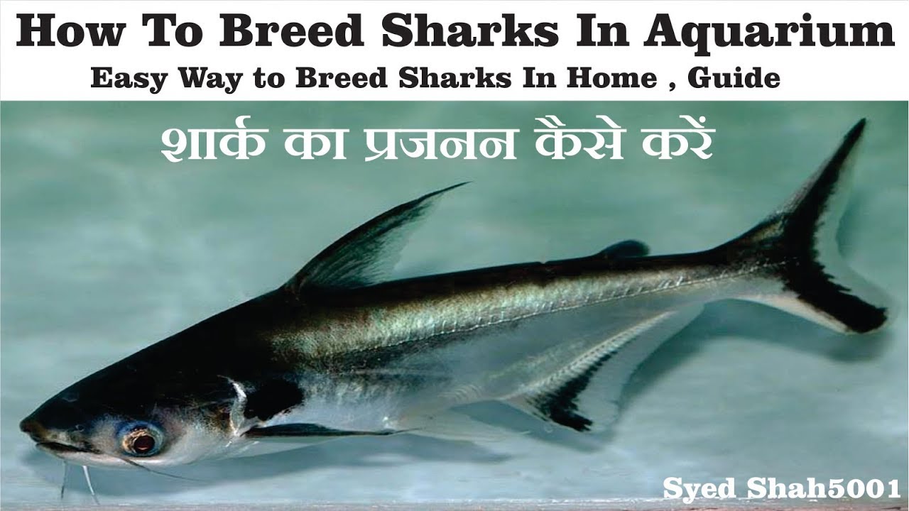 How to breed shark fishes at home breedig pangasius fish in Aquarium easily