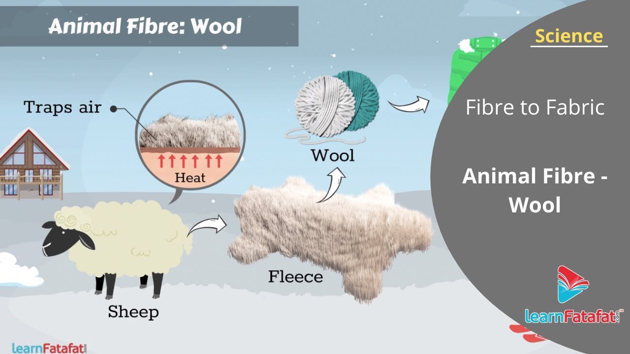 Fibre to Fabric Class 7 Science Chapter 3 - Animal Fibre - Wool - YouTube