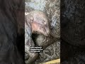 Statue installed to commemorate near perfect preserved baby mammoth