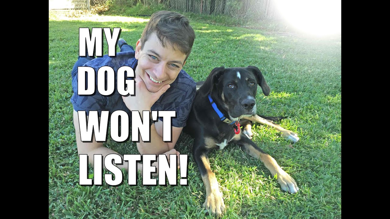 Why Your Dog Won't Listen to You Outside and How to Change ...