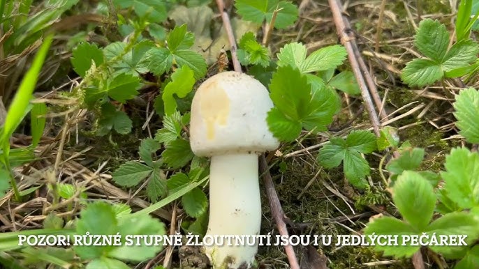 Jak Rozpoznat Zampion