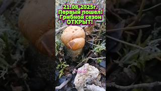 ГРИБНОЙ СЕЗОН ОТКРЫТ! ПОЕХАЛИ! #грибы #сборгрибов #природасеверногокрая #природа #живаяприрода